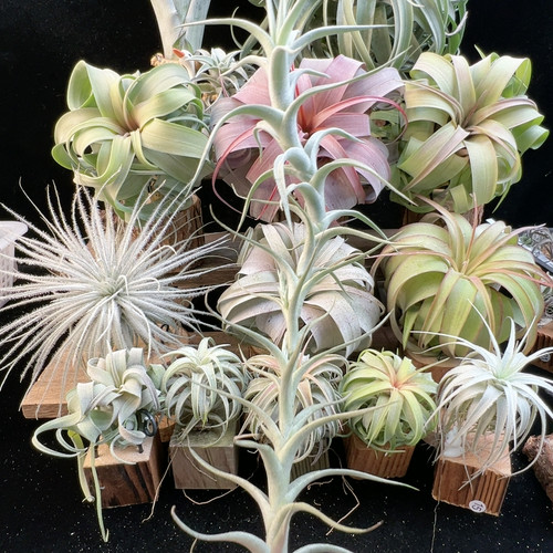 福利价 鱼骨 阿比达26