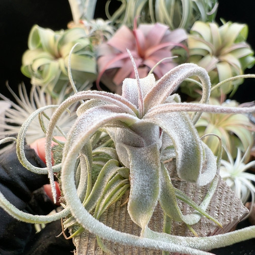 白毛感 台湾 喷泉卷x小电卷23