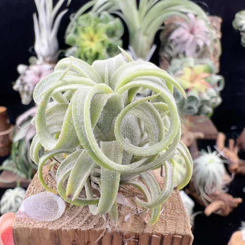 矮胖 花卷x龙799