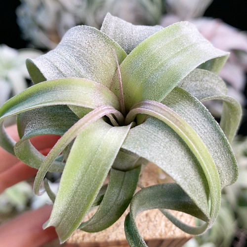 欧洲花卷侧芽331