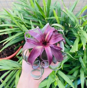 空气凤梨无土植物 电烫卷 超美卷叶经典品种花卉绿植家居摆放包邮