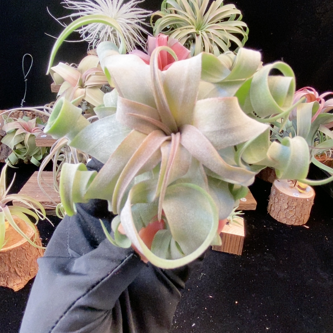 奶粉 奶油卷54,鲜花速递/花卉仿真/绿植园艺,绿植,淘宝优惠券,粉丝福利购,淘宝优惠卷