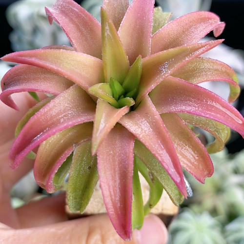 粉色 橙万汉 326