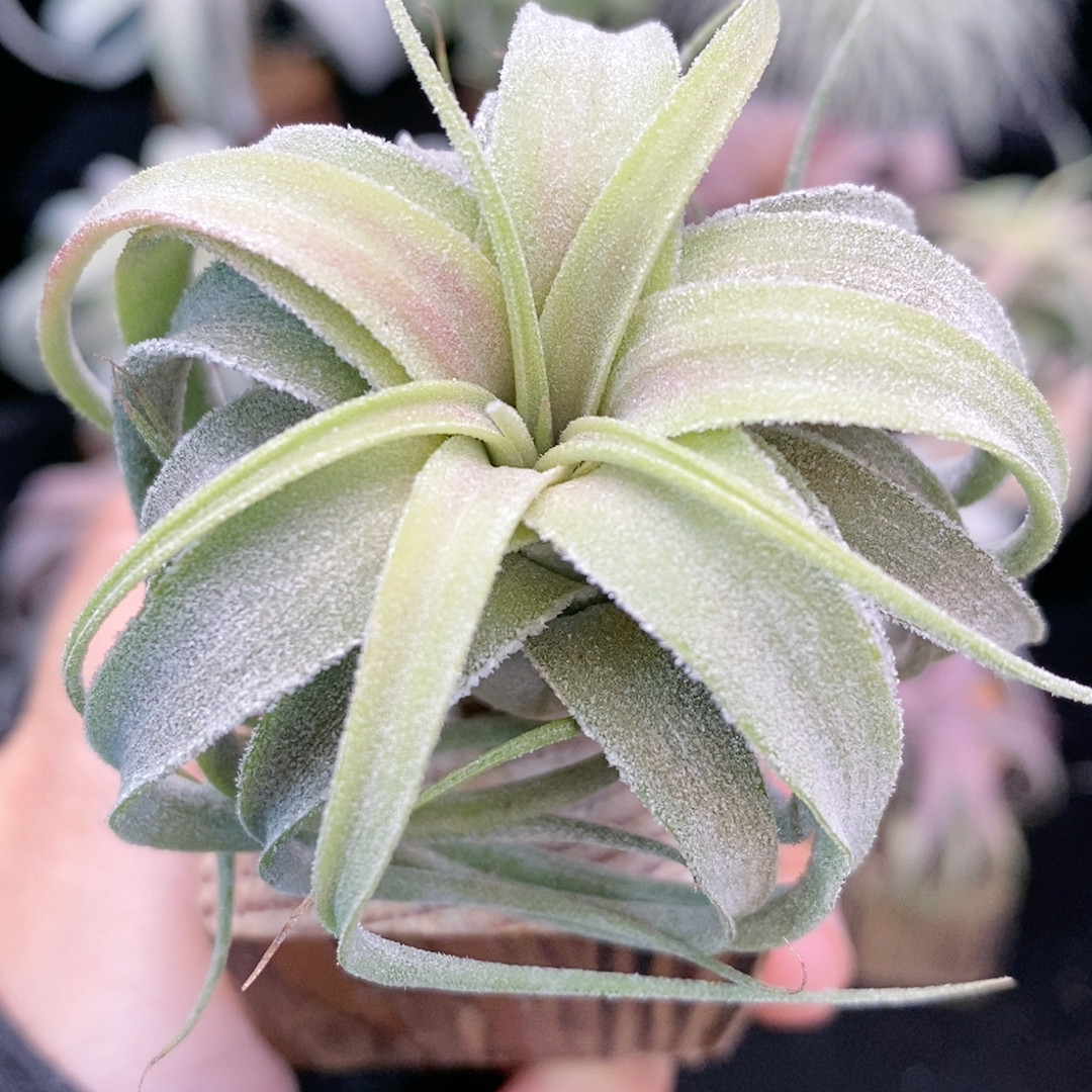 台湾cyc 露西x精灵 430