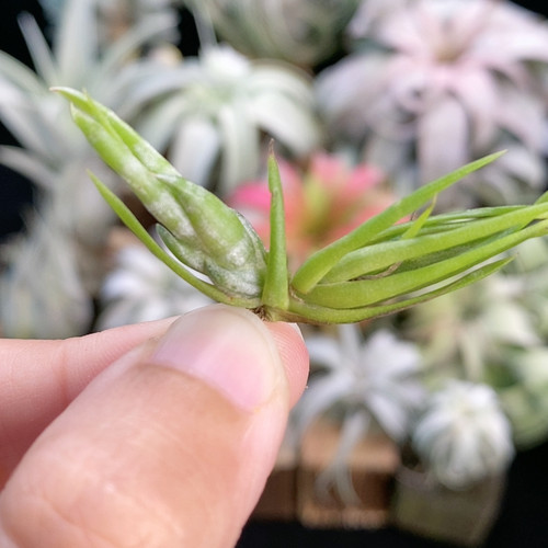 福利 旋风钻头 342