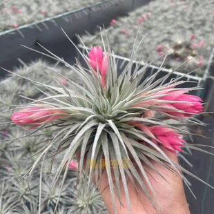 空气凤梨“棉花糖”美花品种无土植物花卉绿植家居摆放包邮