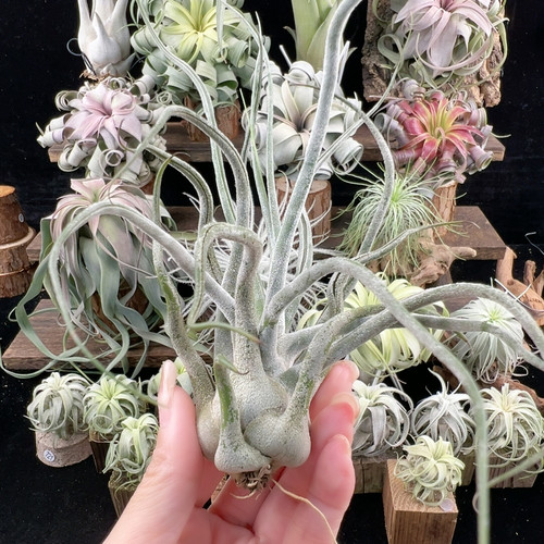 白毛感 河豚x章鱼 760