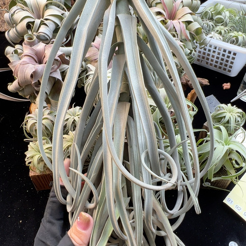 福利 宽厚叶 大猴子88
