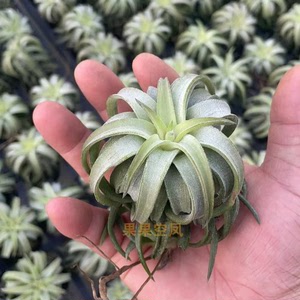 空气凤梨橙万汗“颜值在线