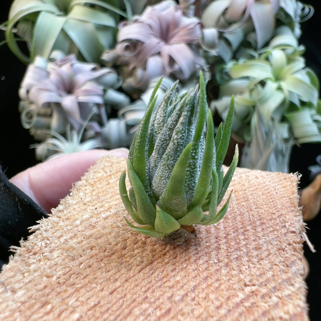 美花品种s烧122