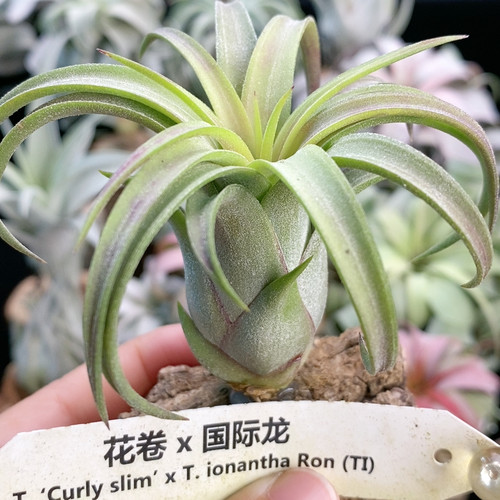 尾单特惠 吨园 花卷x国际龙 360