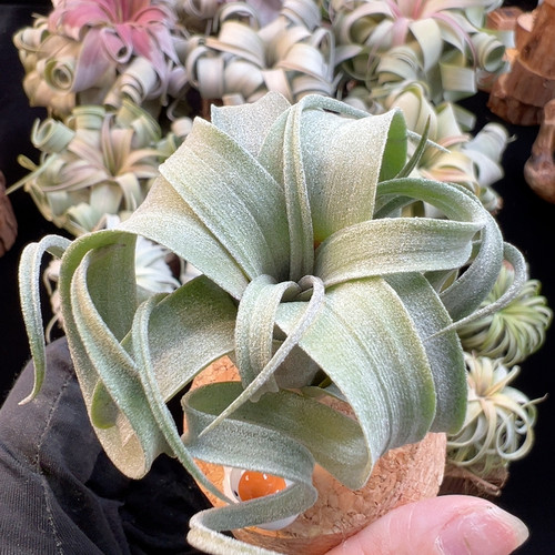 开播福利 欧洲花卷侧芽40