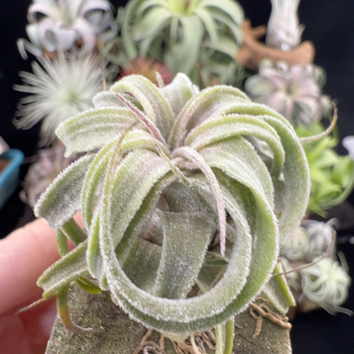 毛绒 露西精灵257