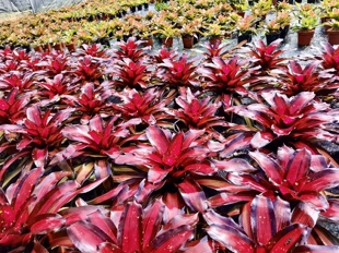 积水凤梨 姬凤梨 大中小型雨林缸水陆生态水草爬虫缸造景常用植物