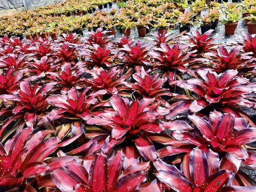 积水凤梨客厅吸甲醛美观养神