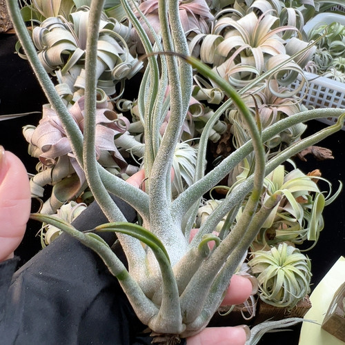 白毛感 欧洲河豚78