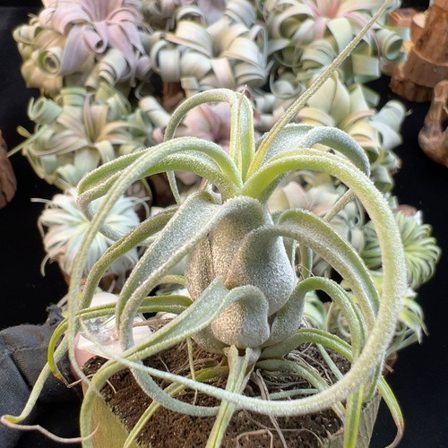 台湾 露西x花小电65