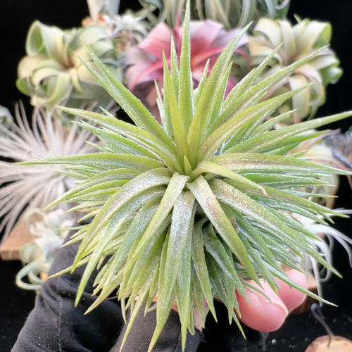 昴宿星精灵群生6