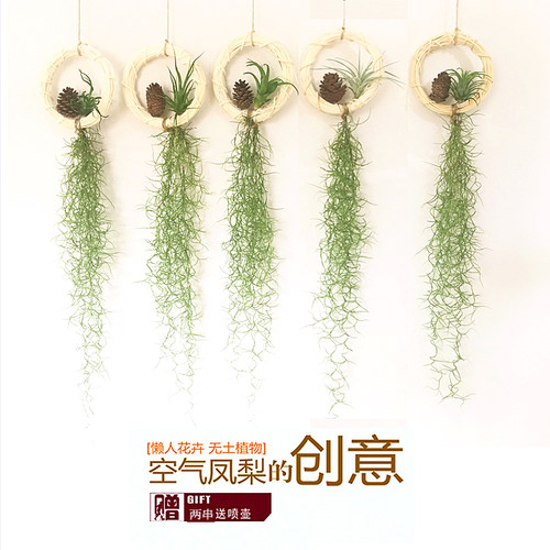 凤梨老人须松萝墙壁吊兰无土植物