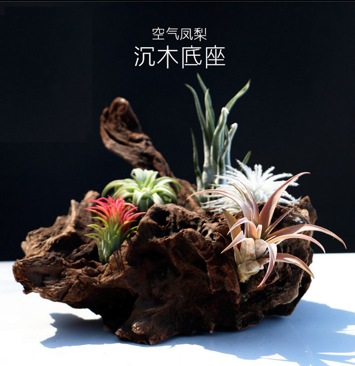 空气凤梨沉木托架空凤支架 造型随机 鱼缸造景沉木自然气息造景木