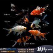 草金鱼观赏鱼五花草金锦鲫好养耐寒耐高温重墨短尾闯缸练手不打氧