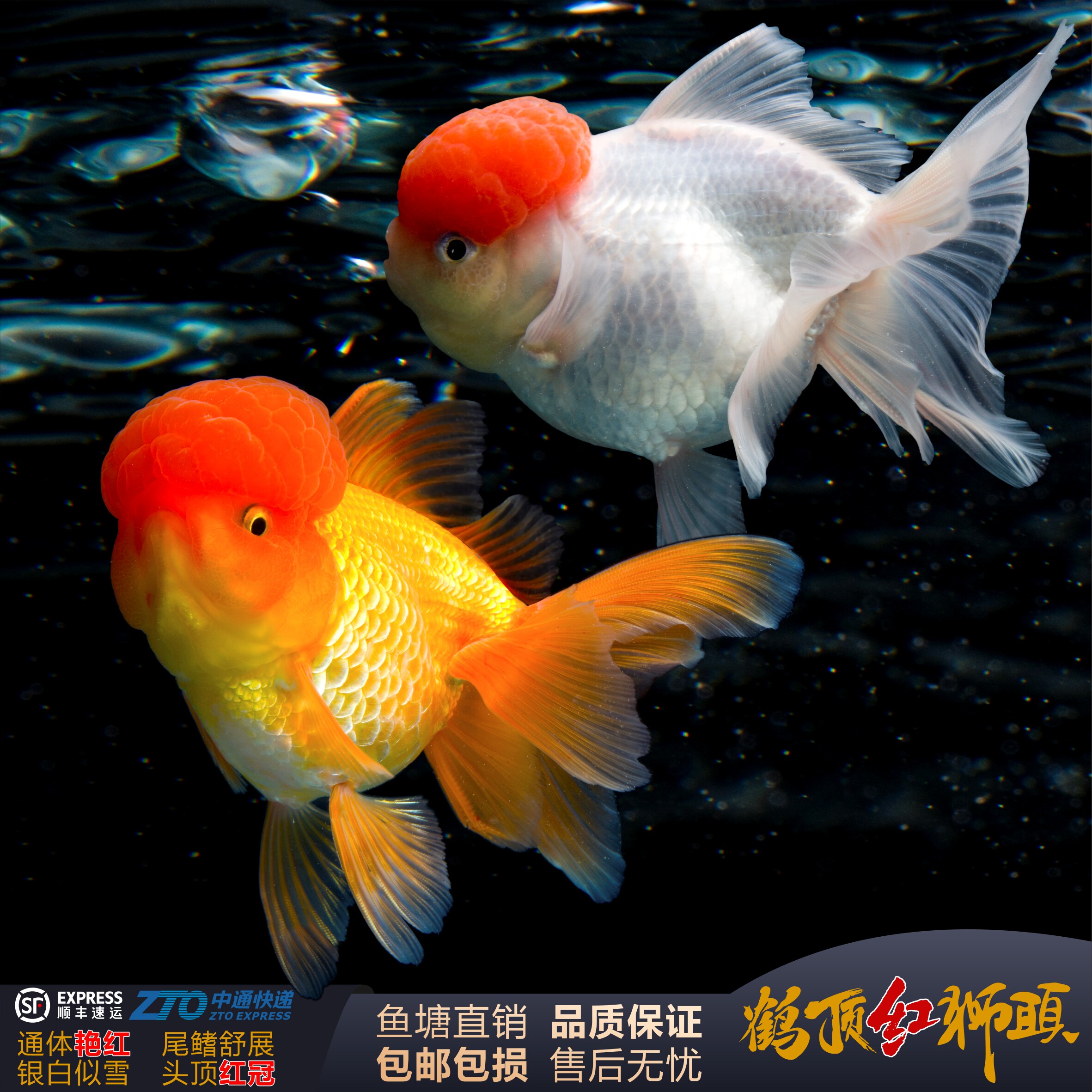 狮子头金鱼大头国狮鹤顶红