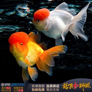 狮子头金鱼大头国狮鹤顶红丹顶鸿运当头冷水淡水好养纯红色红帽子