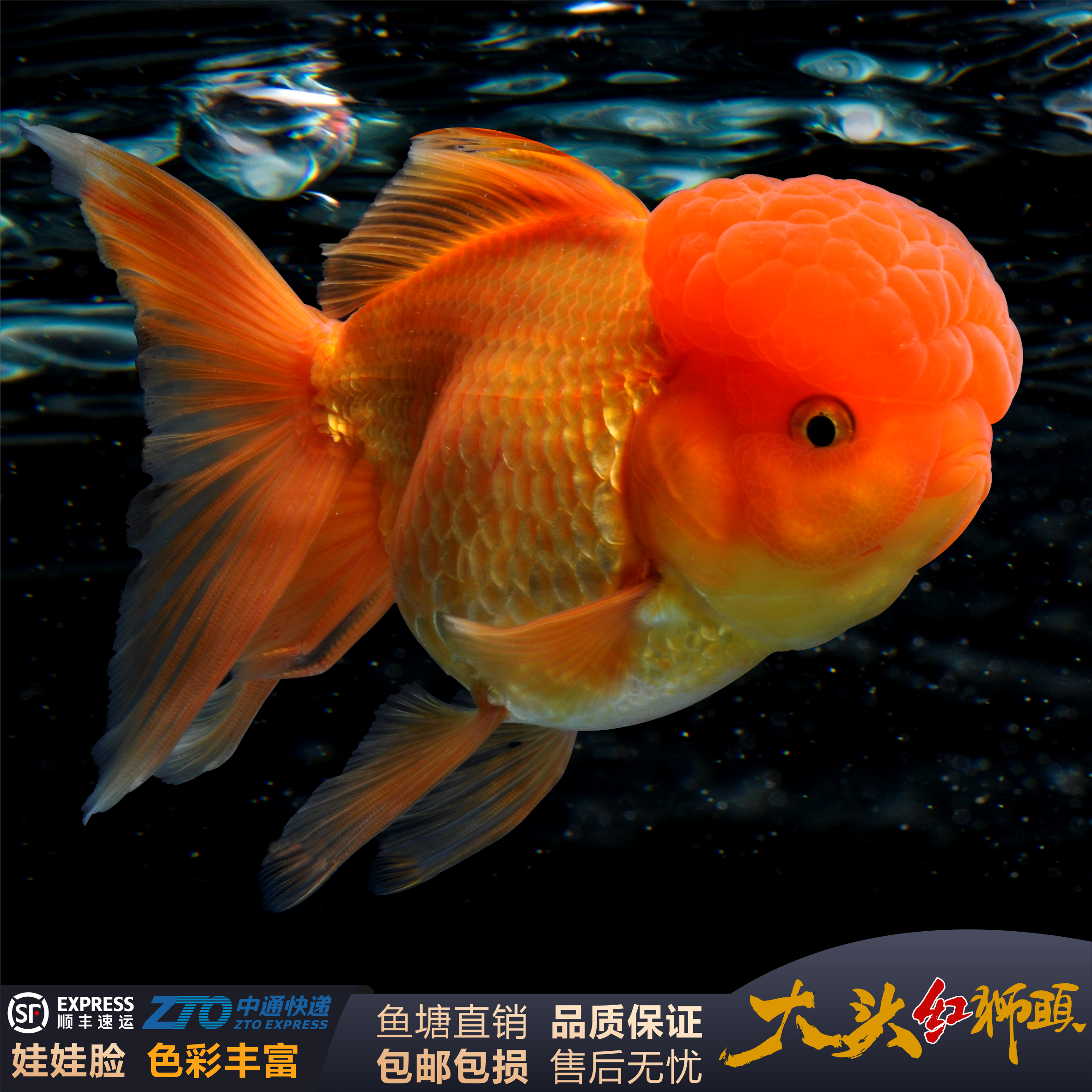 大型狮子头金鱼大头国狮纯红