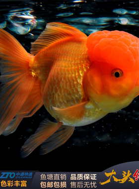 大型狮子头金鱼大头国狮泰狮鹤顶红丹顶鸿运当头冷水淡水好养纯红