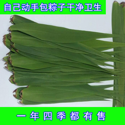 粽叶营口盘锦芦苇叶野生新鲜天热