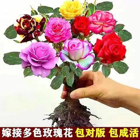 嫁接多色玫瑰花老桩盆栽浓香型四季开花庭院耐寒花卉月季阳台好养