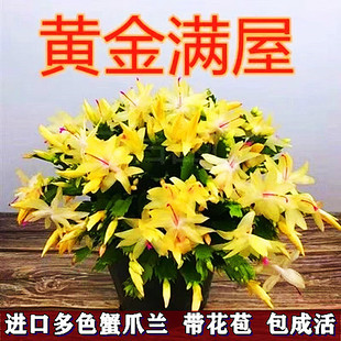 进口多色蟹爪兰花苗盆栽带花苞室内阳台年宵花卉重瓣大花多色植物