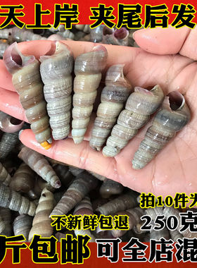海鲜水产新鲜钉螺鲜活去尾当天