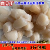 新鲜扇贝丁无沙瑶柱贝柱鲜活扇贝原浆现剥扇贝柱连云港海鲜水产