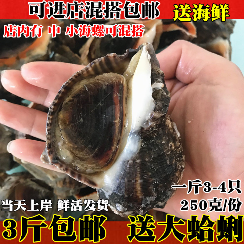 新鲜连云港特色水产品海螺