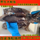 鱿鱼鲜活冷冻深海野生大鱿鱼整只黑皮鱿鱼大章鱼铁板大鱿鱼海鲜