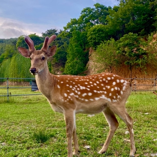 下单为准 私人订制 改价链接 吉林鹿乡产地直发鹿筋鹿茸鹿尾