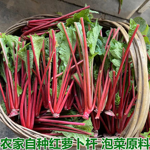 萝卜缨子新鲜农家菜萝卜杆红皮萝卜梗子萝卜菜泡酸菜萝卜杆嫩萝卜