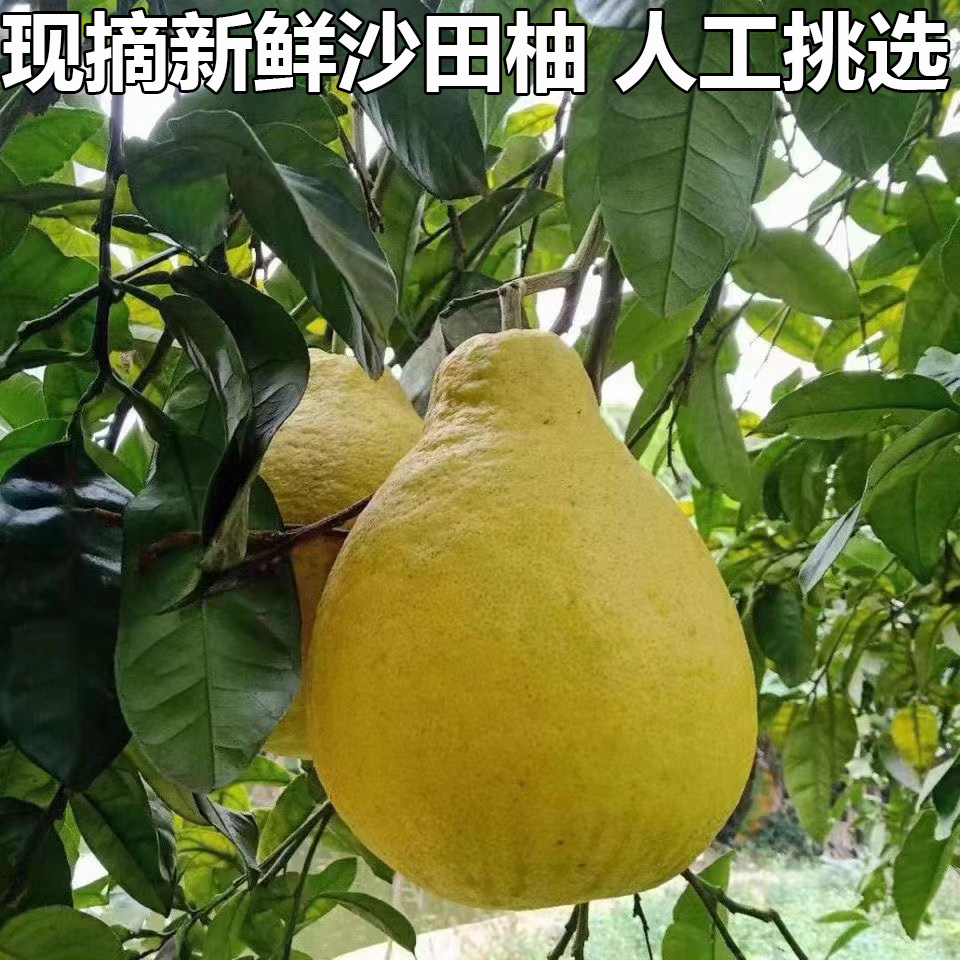 湖北沙田柚蜜柚子新鲜白肉蜜柚柚子纯甜柚子白心柚新鲜水果沙田柚