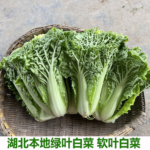 农家自种散叶白菜软叶白菜