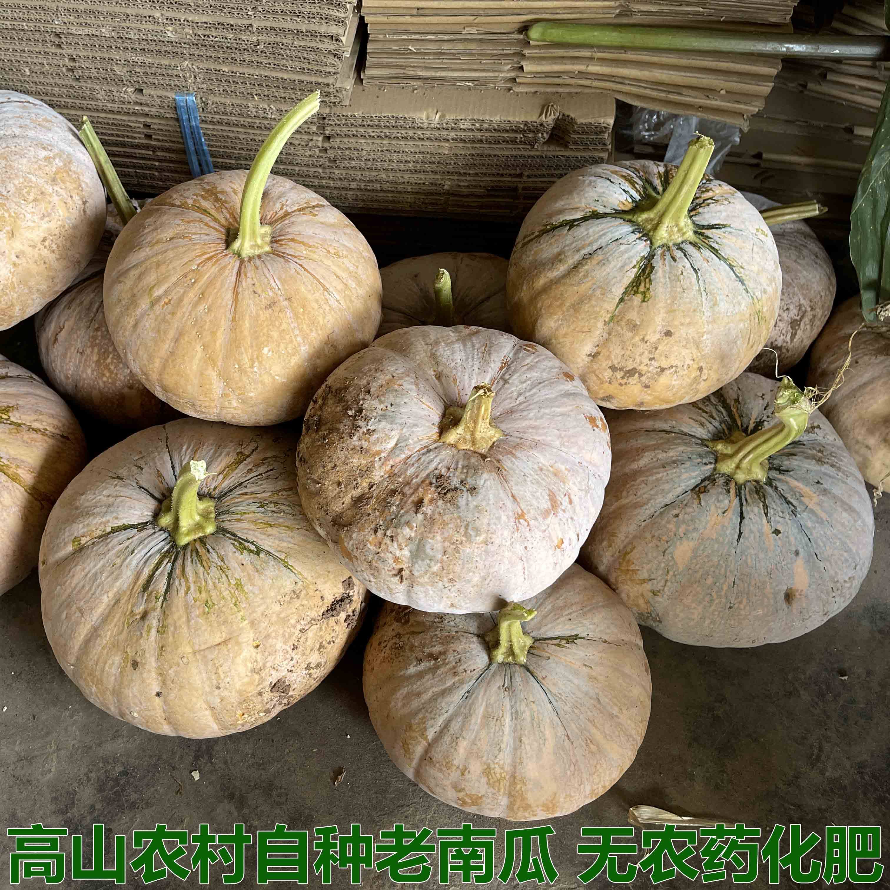 老南瓜粉糯甜农家自种磨盘圆南瓜新鲜老品种老黄南瓜蔬菜新鲜辅食
