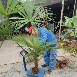 棕树苗棕榈树苗棕榈树扇子树葵蒲扇棕竹苗棕榈大树别墅绿植