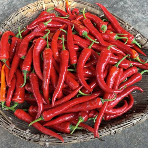 湖北农家自种鲜红土辣椒红杭椒