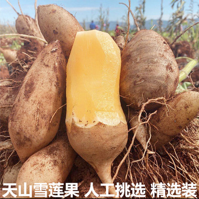 天山雪莲果新鲜水果应季水果云南孕妇红心雪连果整箱精选装包邮