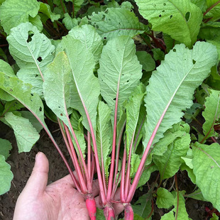 农家新鲜萝卜菜萝卜梗当季青蔬菜红皮小萝卜红萝卜缨子嫩萝卜苗