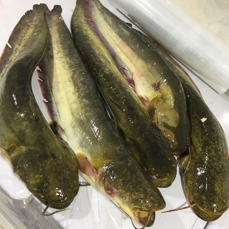 大口鲶鱼新鲜鲶鱼胡子鲶鱼现杀现发土鲶鱼烧烤夜市烧烤鱼淡水鱼