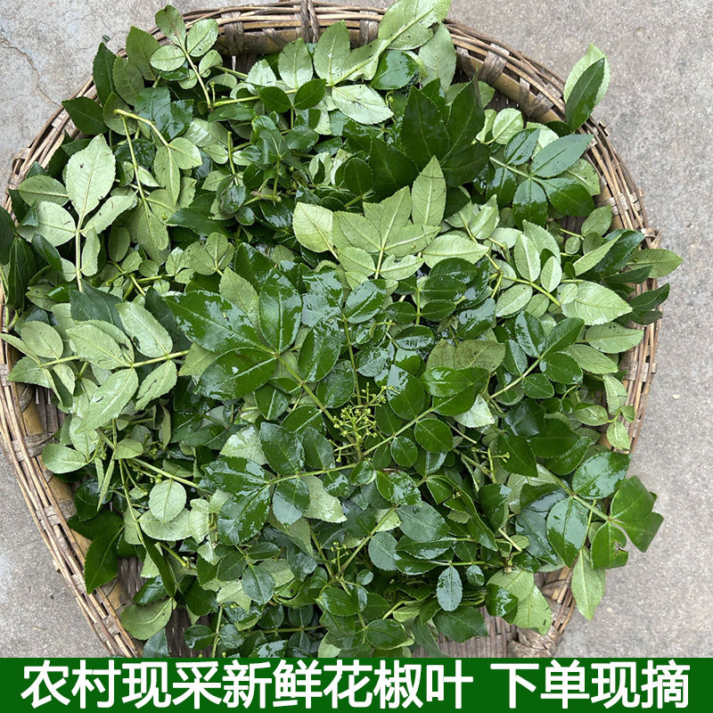 湖北宜昌新鲜花椒叶花椒芽土花椒嫩芽土花椒树叶麻香味农村现摘