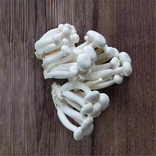 新鲜白玉菇鲜嫩菌菇火锅烧烤炒菜新鲜食用菌菇鲜货食用蘑菇非干货