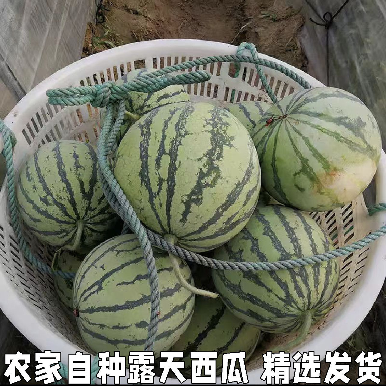 农家自种露天小西瓜水果新鲜大西瓜皮薄超甜现摘现发当季水果