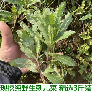 纯野生小蓟中药材小蓟草刺儿菜新鲜带刺菜带根帯叶七七菜狗牙刺